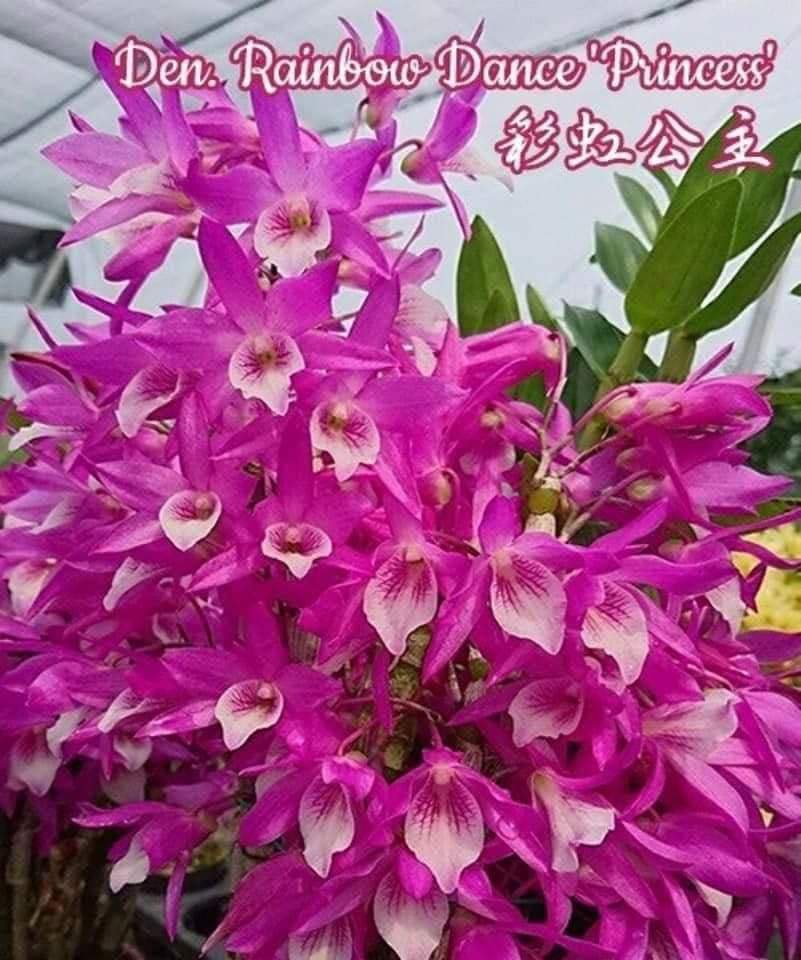 HOA LAN HOÀNG THẢO CẦU VÒNG