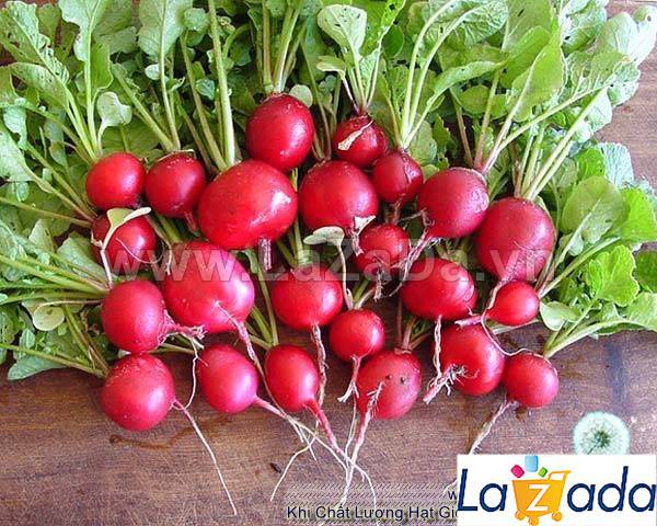 1Gr Hạt Giống Củ Cải Đỏ Cherry (A1.205| G10*W64*M211)