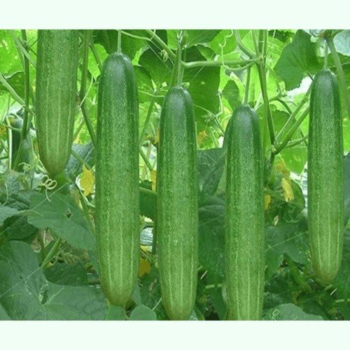 2gr Hạt giống Dưa Chuột Nếp Ta