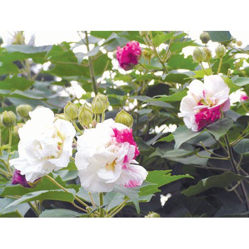 CHẬU CÂY GIỐNG HOA PHÙ DUNG