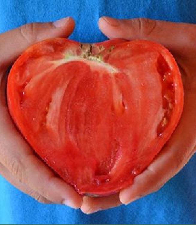 Hạt giống cà chua hình trái tim 30 hạt/gói ( TẶNG gói kích thích hỗ trợ hạt nảy mầm)