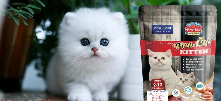 [Hoàn tiền 10%]  THỨC ĂN HẠT CHO MÈO CON Pro-Cat Kitten Túi 1kg Xuất xứ Pro-Pet Việt Nam - Pet shop Uytinpro