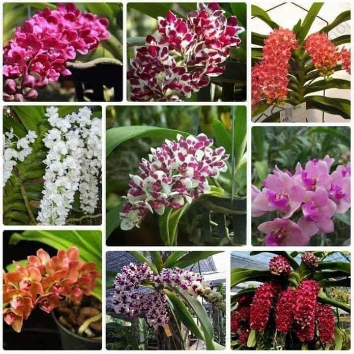 Ngọc Điểm Thanh lý lỗi lá