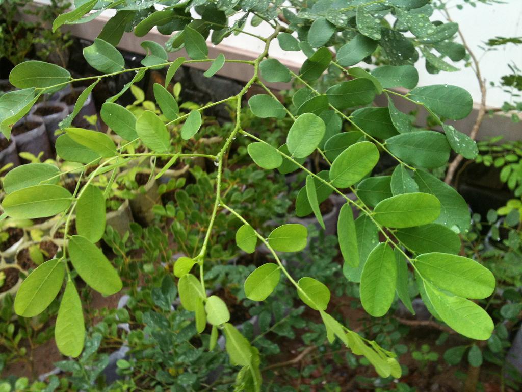 Hạt Giống Cây Cẩm Lai Lấy gỗ (Cẩm Lai Rừng ) Gói 10 hạt