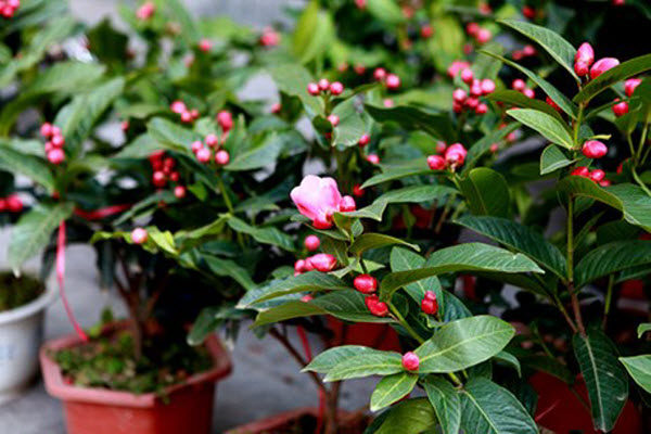 GIỐNG CÂY HOA  HẢI ĐƯỜNG