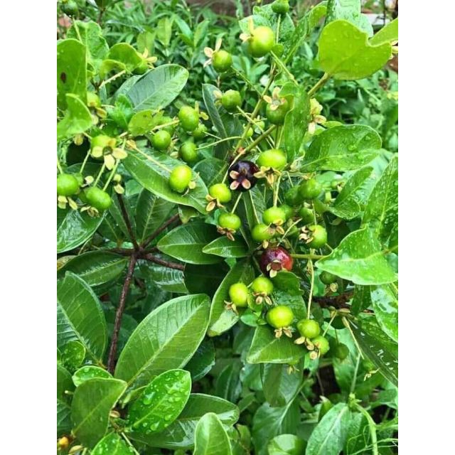 sản phẩm CÂY GIỐNG CHERRY BRAZIL