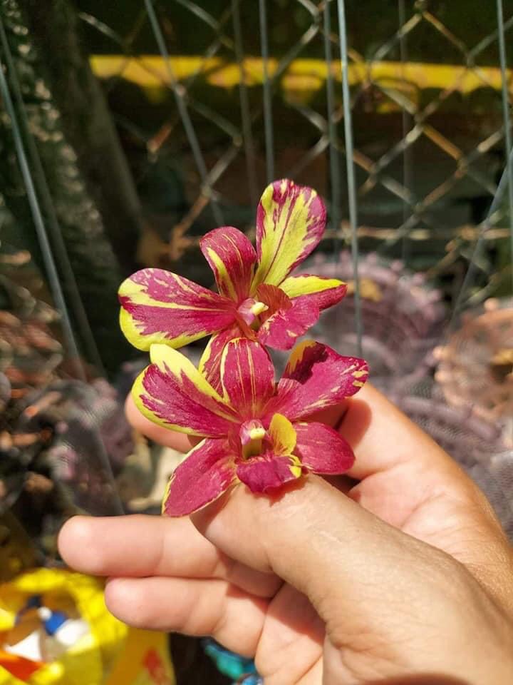 Dendro Chớp Vàng Đỏ 5%