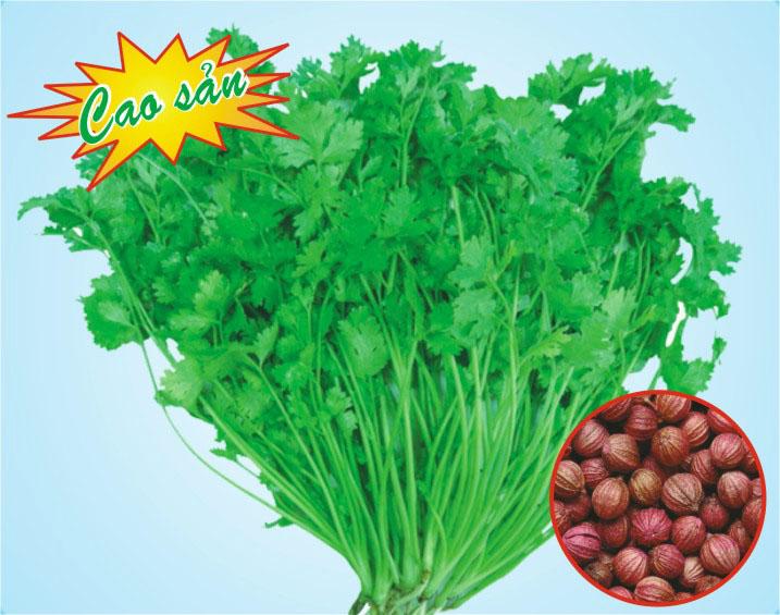 Hạt giống ngò hạt lớn ngò đỏ mùi ta - 20gr