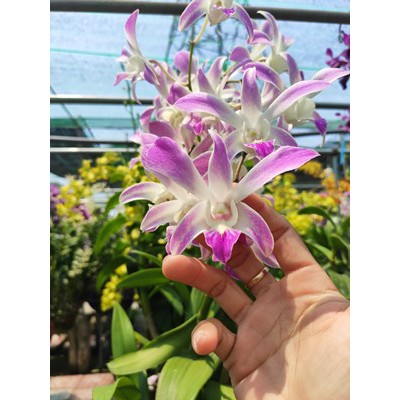 Cây giống lan Dendro 4N lai (Mã 4N)