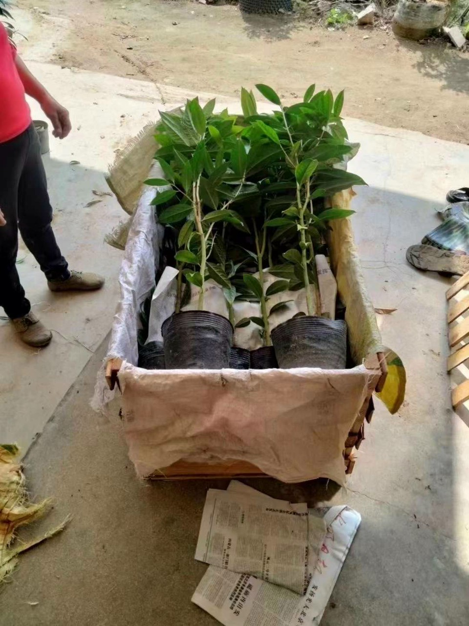 CÂY TRÀ HOA VÀNG CAO 80CM-1M(>)