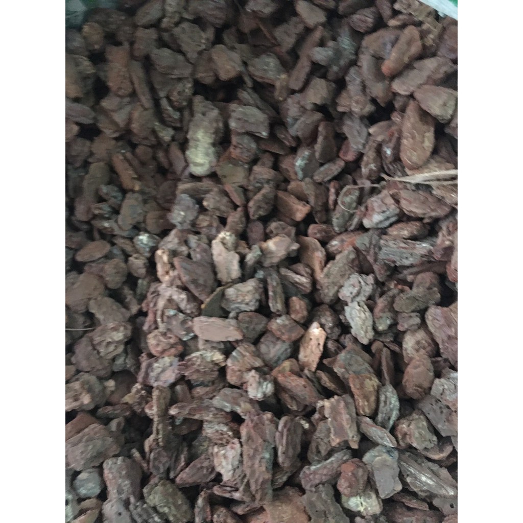Vỏ thông trồng lan dánh tròn đầu, đã được xử lý