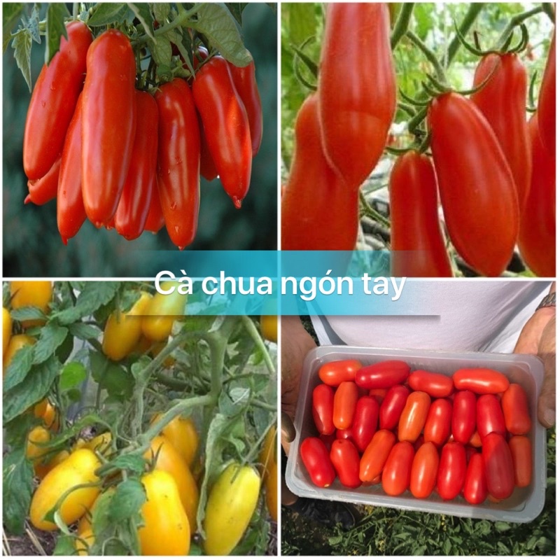 Hạt giống cà chua trái dài đỏ-gói 20 hạt