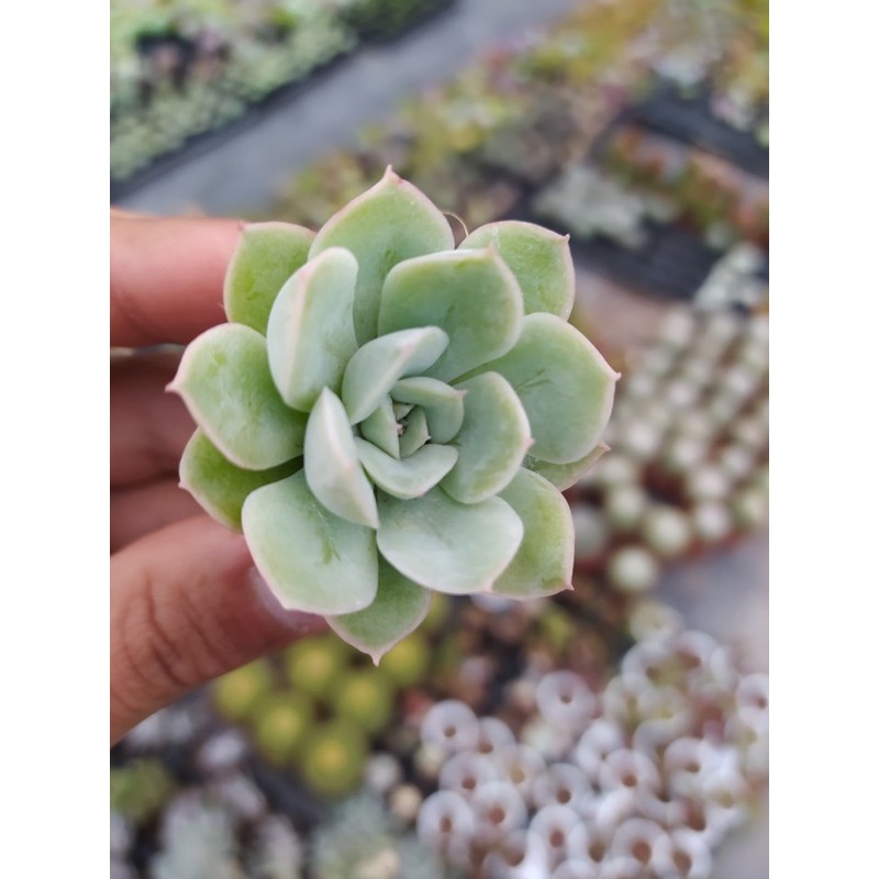 SEN ĐÁ LIÊN ĐÀI ĐÀ LẠT SIZE MINI  HƯ 1 ĐỔI 1  SIÊU CUTE