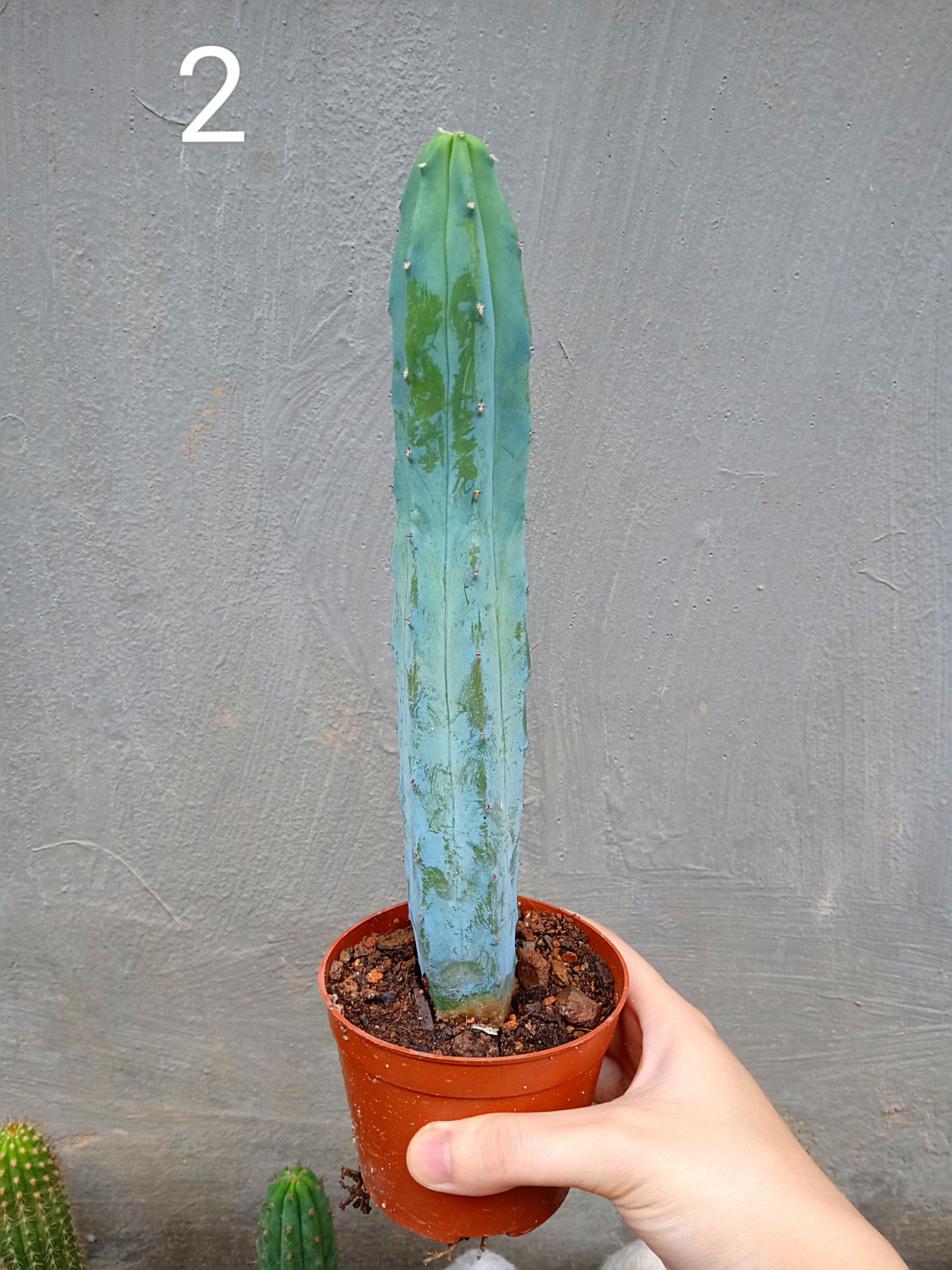 Xương rồng trụ 20cm nhiều mẫu ( 1 chậu )