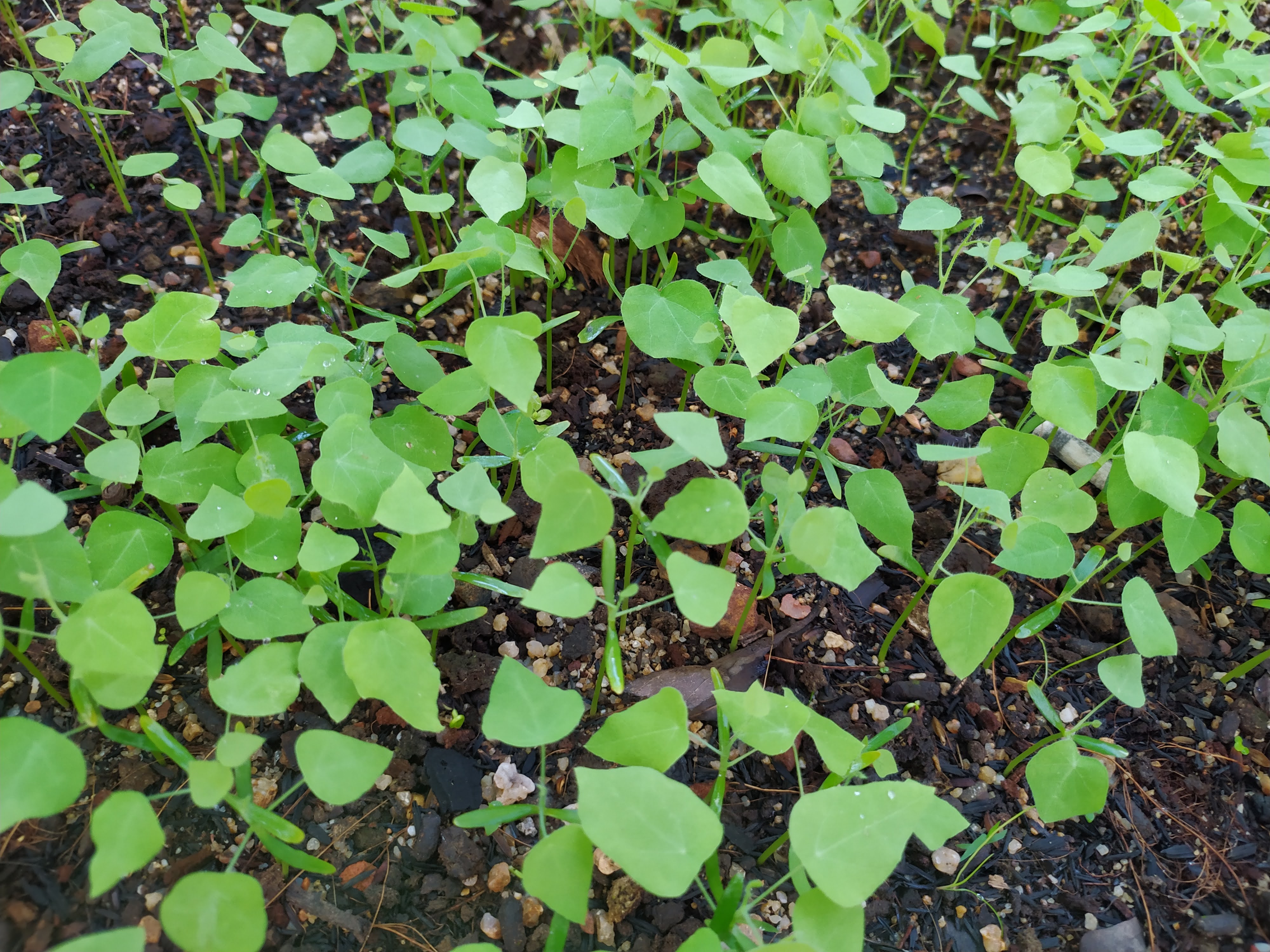 Combo of 10 forest ginseng plants (feather ginseng) sowing