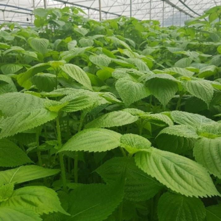 Hạt rau thơm mè lá mè hàn quốc - gói 1 gram