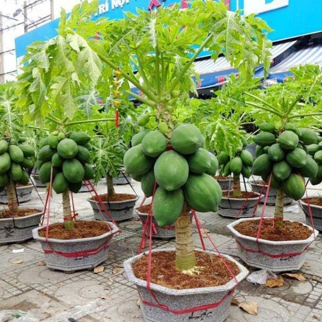1 gói hạt giống đu đủ lùn siêu trái