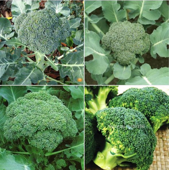 Hạt giống súp lơ xanh – 0.2gram/gói