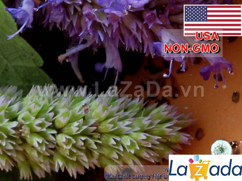 1GR 650.HAT Hạt Giống Bài Hương Hyssop (| C26*W43*M207)