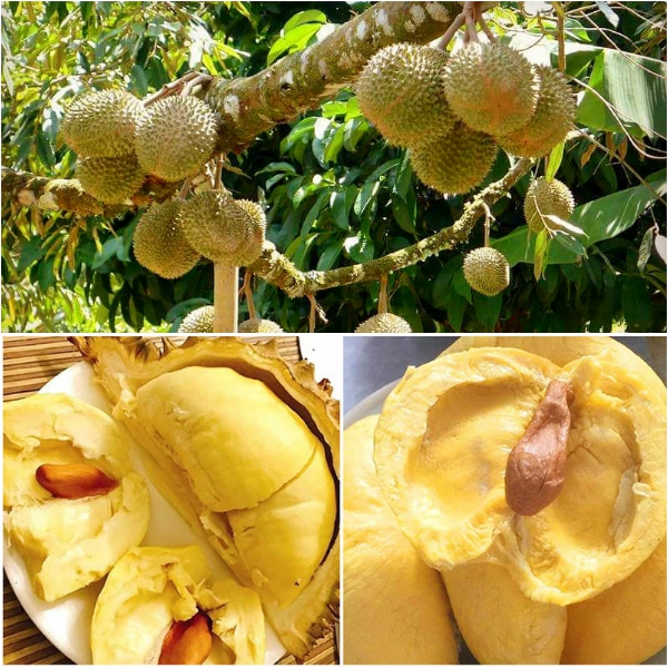 (mua 2 giảm 5%) Cây SẦU RIÊNG MUSANG KING ghép, siêu sai quả, vị ngọt thơm, giá trị kinh tế cao + Tặng kèm 3 cây chè xanh uống nước