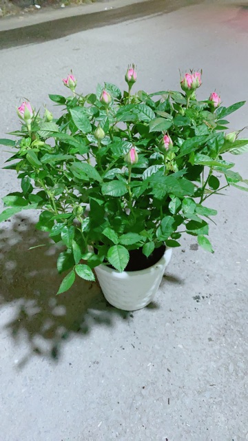 Chậu Hoa Hồng Màu Hồng