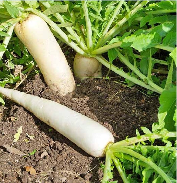 White Radish Seeds (Sugar Beet) - 20Gram Pack