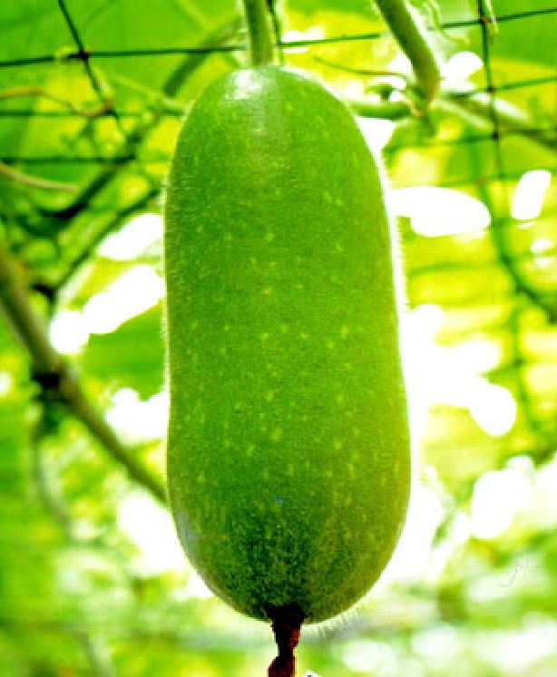 Hạt Giống Bí Đao Chanh Lai F1 - (10 hạt)