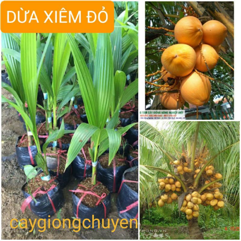 Giống dừa xiêm đỏ lùn