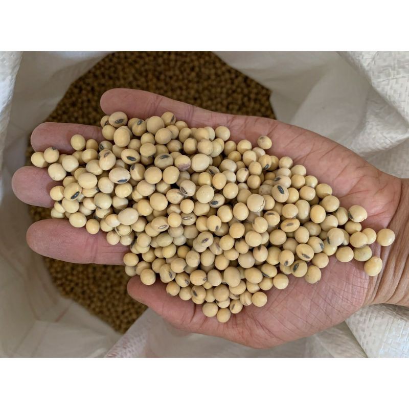 Đậu tương (đậu nành) quê hạt nhỏ 1kg