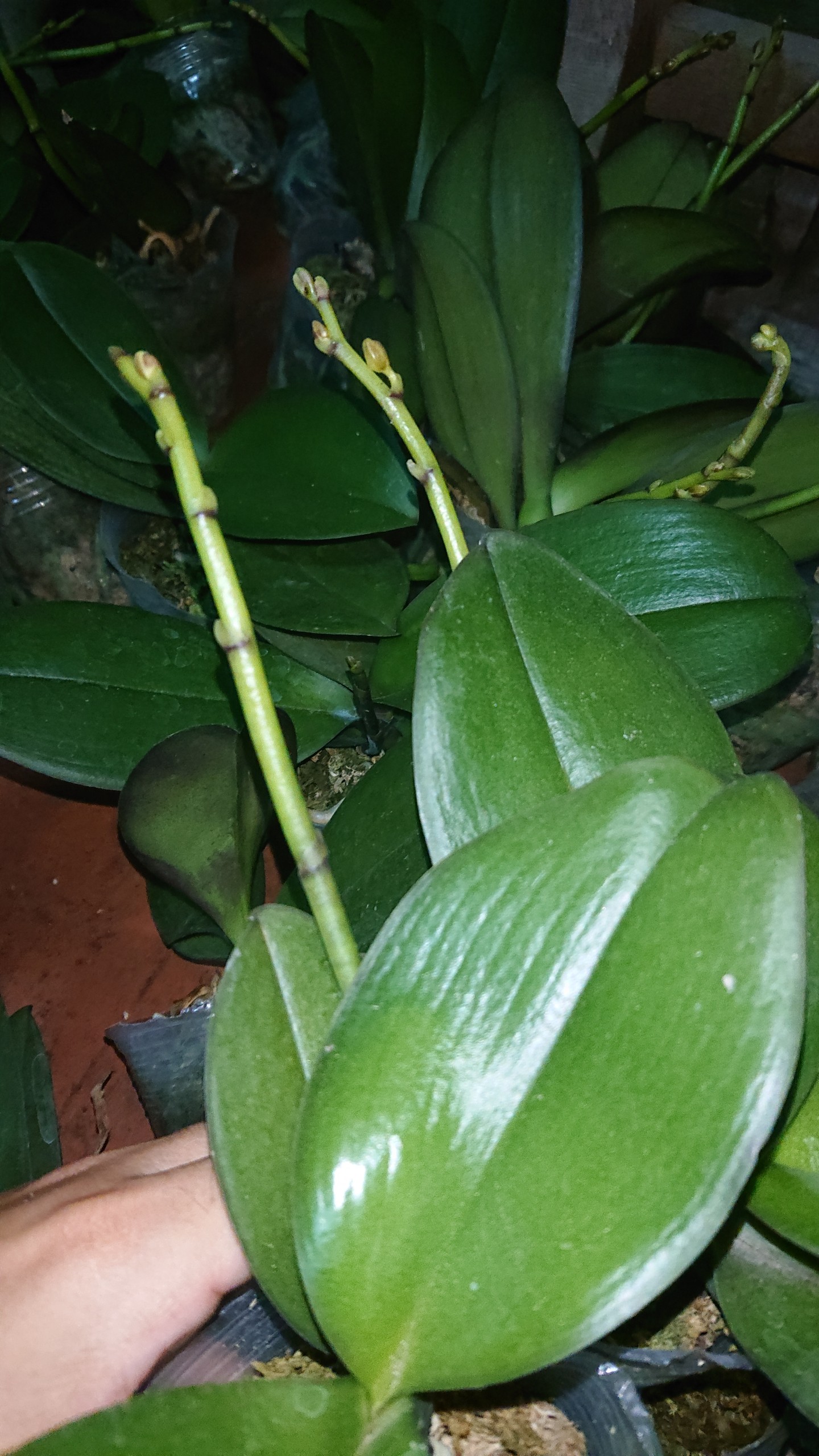 Lan Hồ Điệp đang Nụ hoa