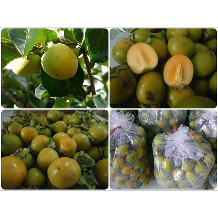 Cây giống hồng giòn không hạt BẢO LÂM