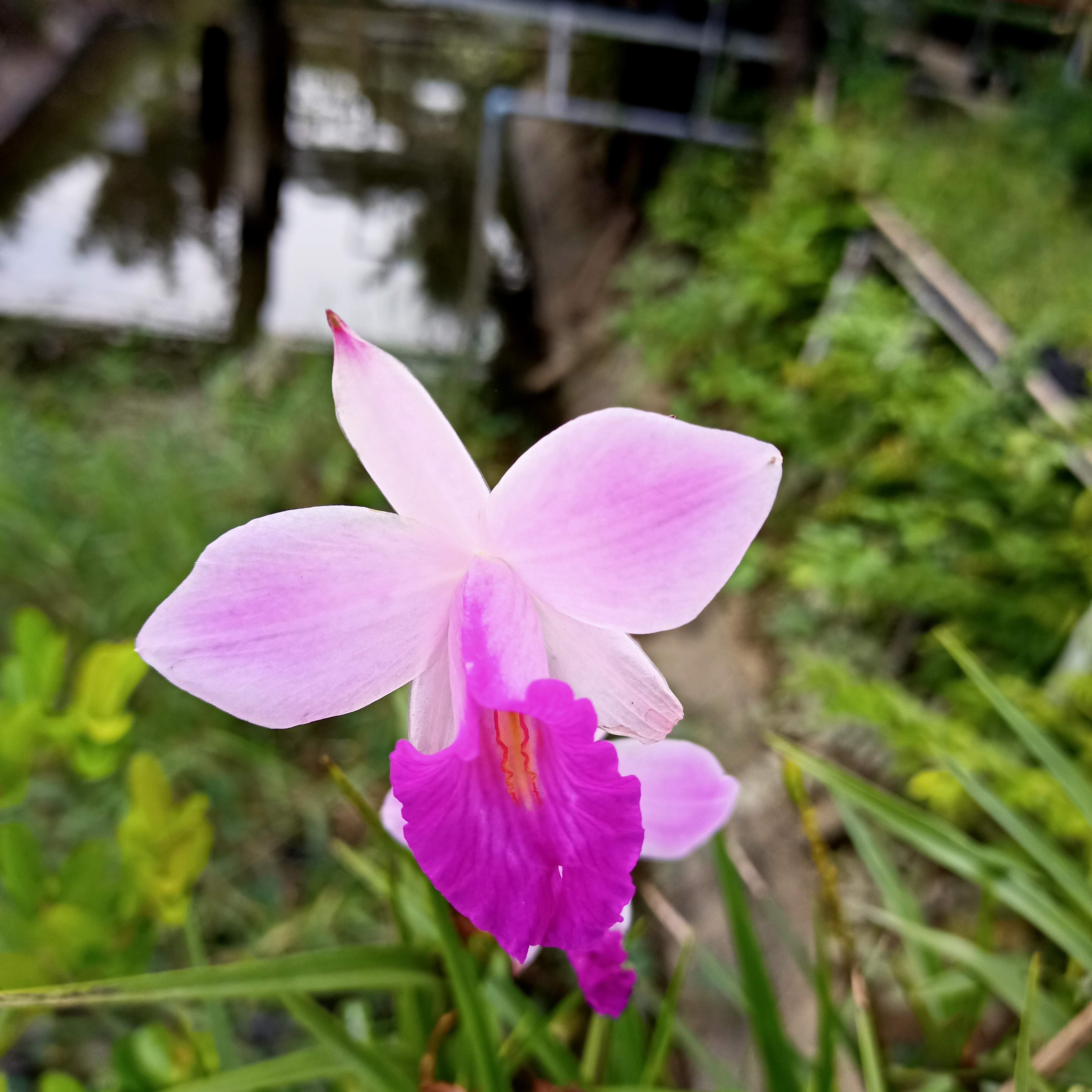 Chậu cây hoa Trúc Lan, Lan Sậy, Arundina raminifolia - Summer Garden