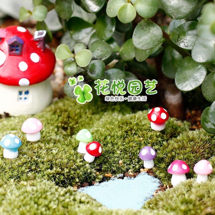 Cây Nấm Mini Dùng trang trí tiểu cảnh sân vườn, terrarium
