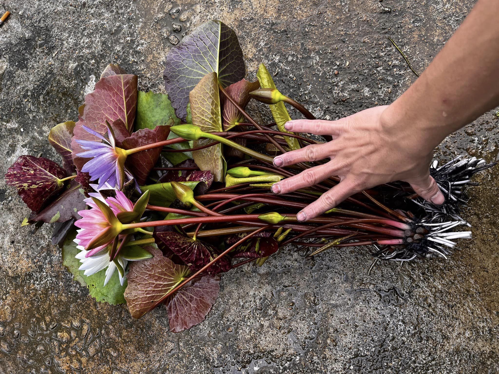 Cây hoa súng thái nhiều màu