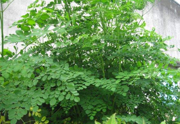 Hạt giống cây Chùm Ngây gói 1gr