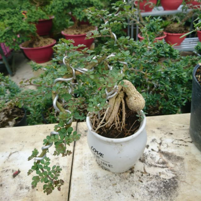 Cây giống Cần Thăng Bonsai mini - CayGiongTot