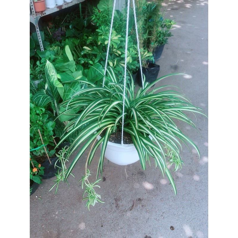 [HCM]Chậu Cây Dây Nhện