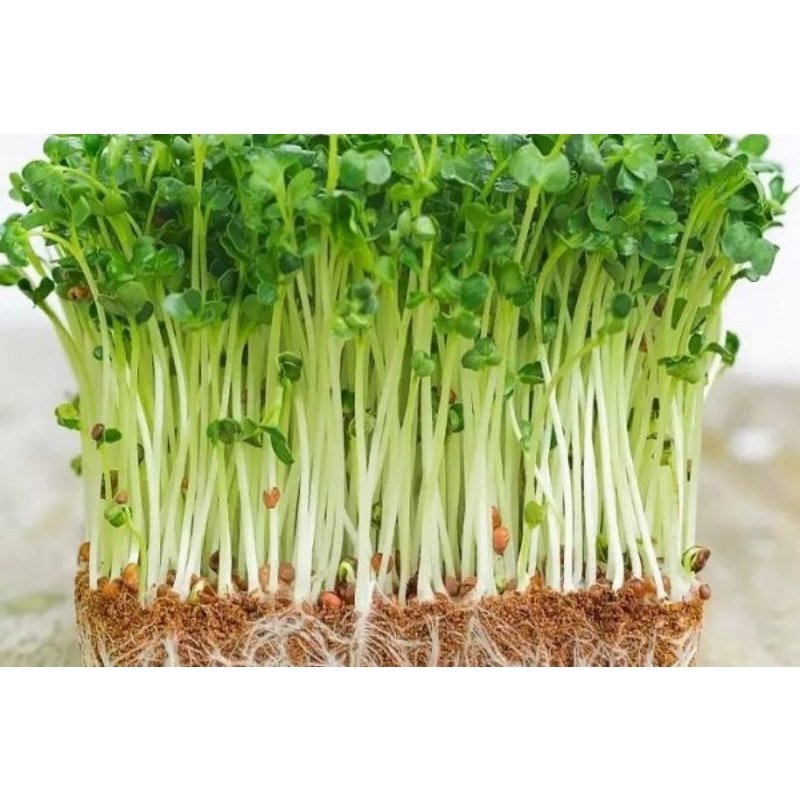 [goi 20g] Hạt giống Rau mầm dinh dưỡng