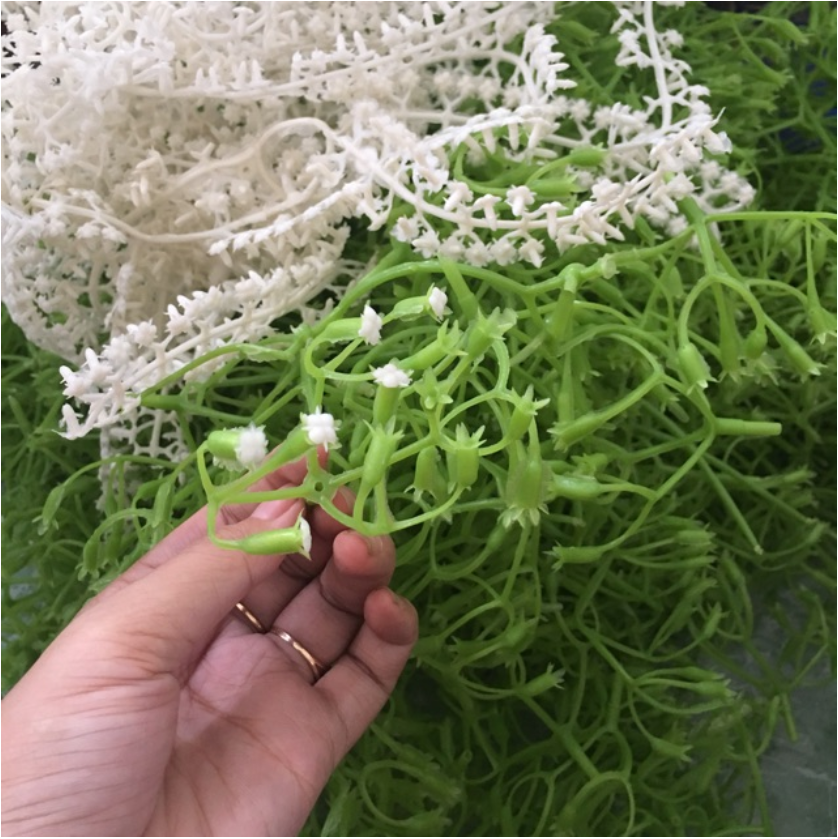 1 lạng cành chia tú cầu (cành chia + nhị trắng)