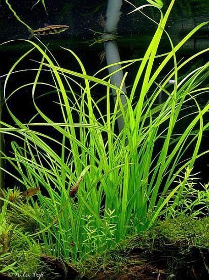 CỎ CỌP THỦY SINH