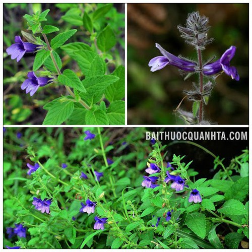 Hạt Giống Cây Dược Liệu Nhân Trần - Gói 50 Hạt