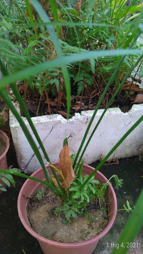 Cây thủy trúc - Cây thủy sinh (1 cây con cao khoảng 20 - 30 cm)