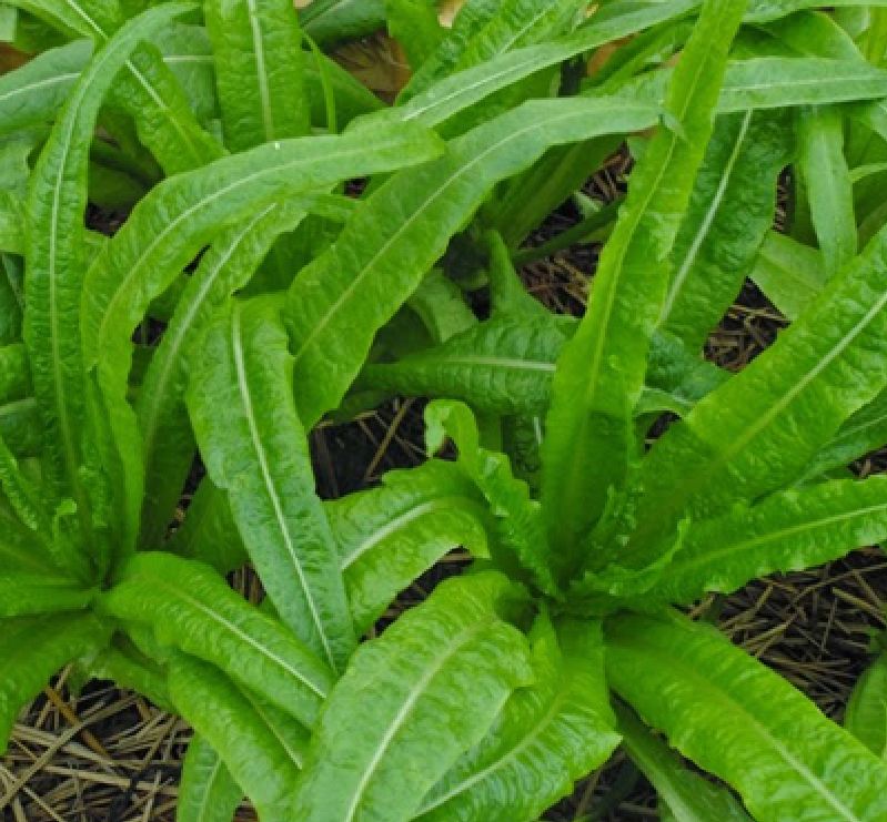 " Gói 5Gram "Hạt giống Rau Diếp thơm (Cải Nhíp) [Seeds]