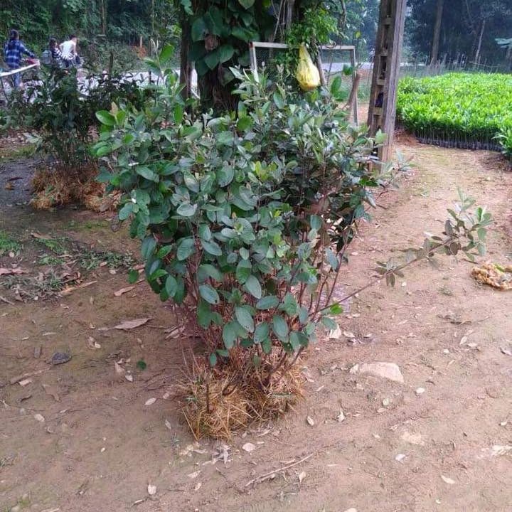 Giống cây sim rừng