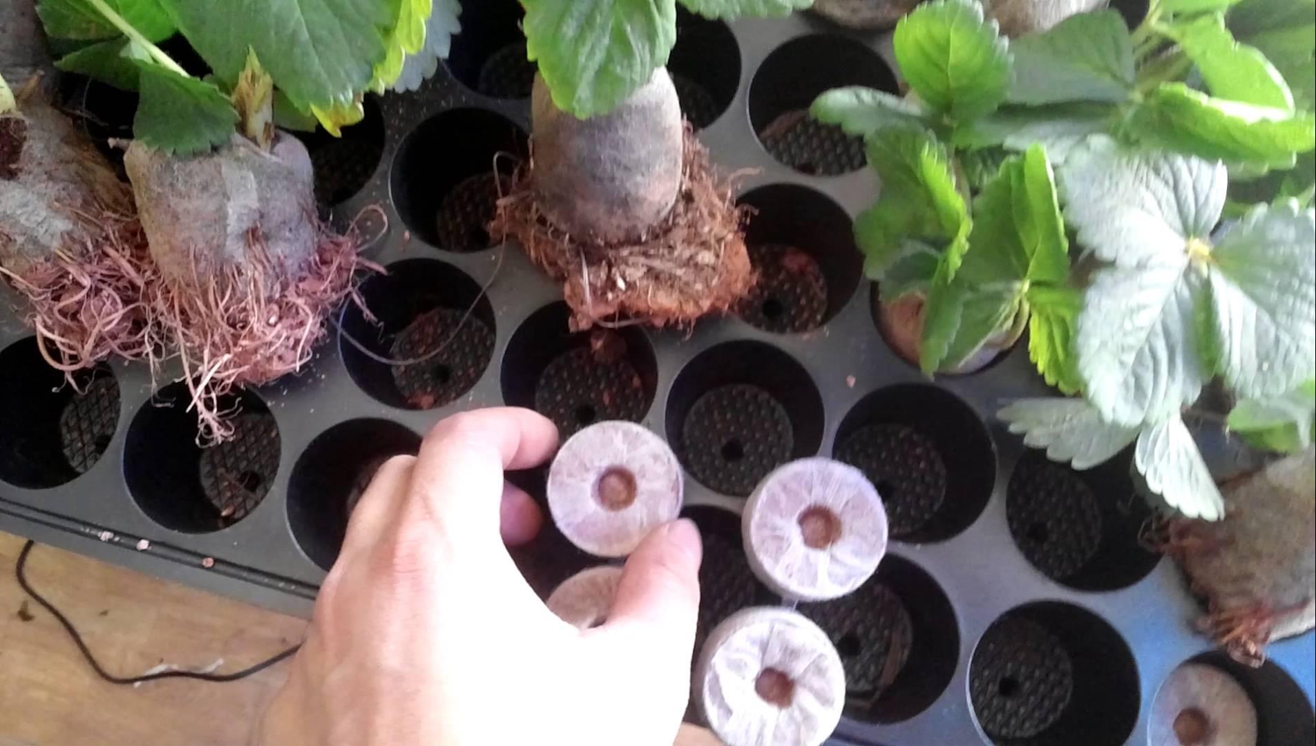 COMBO 100 viên nén ươm hạt - viên nén xơ dừa