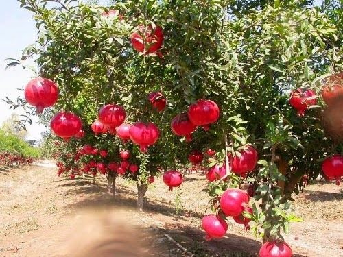 Cây giống lựu đỏ ấn độ siêu quả, dòng quả sớm cam kết giống chuẩn f1