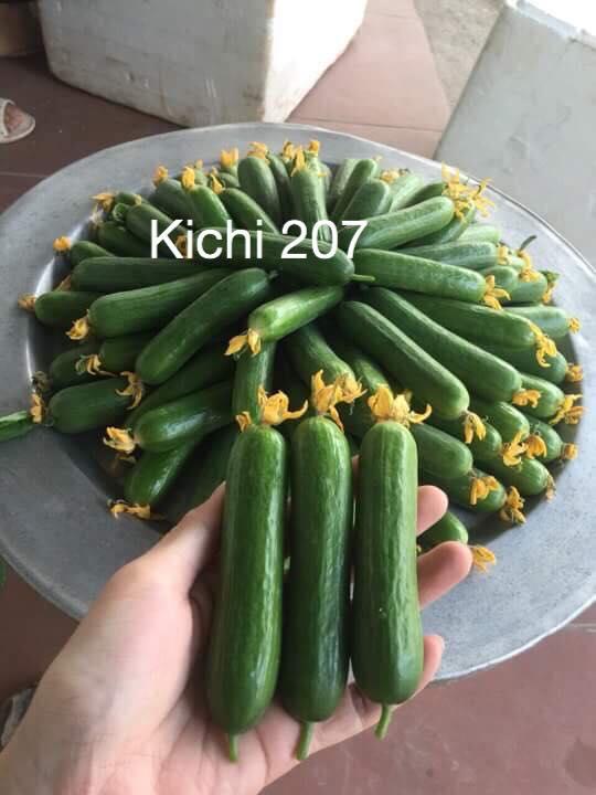 Gói 10 hạt giống dưa leo baby Nhật Bản Kichi 207 giống dưa tự thụ phấn cực sai quả Nảy mầm 100 phần trăm