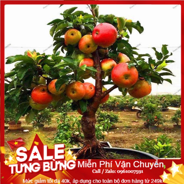 Hạt giống táo đỏ lùn - 10 hạt