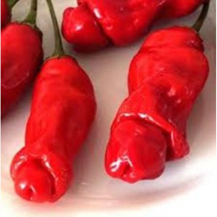 30 Hạt Giống Ớt Cu Tý