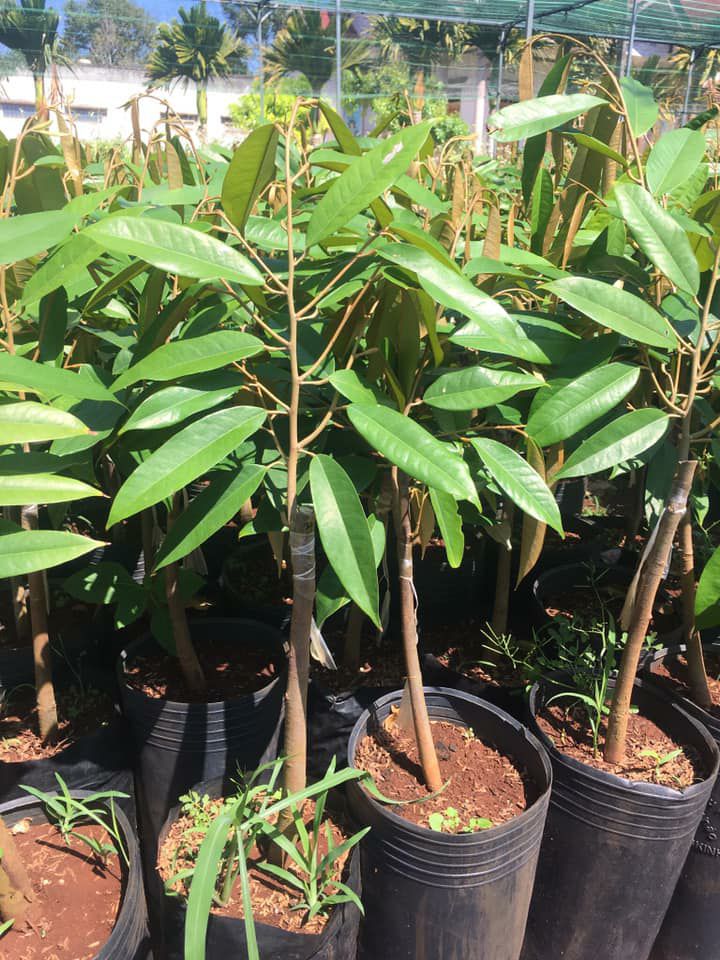 cây giống sầu ri6 3 năm cho trái